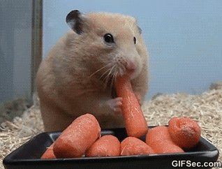 Como ir bem no Enem - gif de hamster comendo cenouras